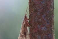 *(17800) Un trichoptre (Trichoptre - Limnephilidae - Halesus sp.)